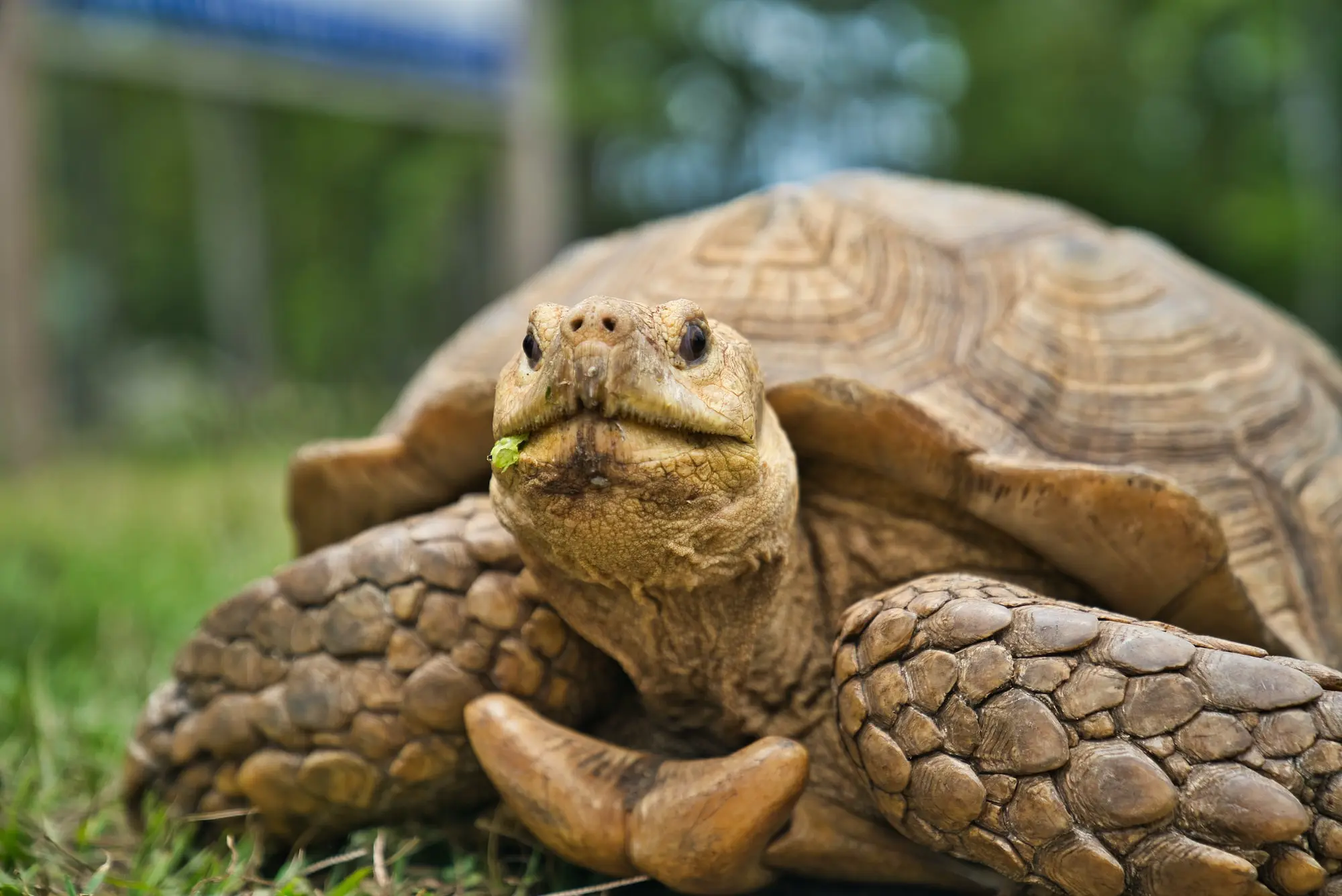 ¿Por qué las tortugas son tan lentas?